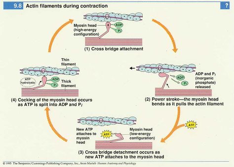 The cross bridge cycle Cross Bridge Cycle, High Energy, The Cross, School Stuff, Nursing, Bridge, Human Body, Energy, Human