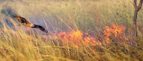 firehawks Bird Of Prey, Different Birds, Australian Birds, Rare Birds, Komodo, Forest Fire, Birds Of Prey, Small Birds, Natural World