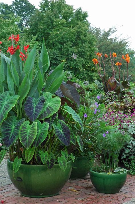 Patio Container Gardening, Summer Bulbs, Patio Flowers, نباتات منزلية, Benefits Of Gardening, Container Garden Design, Container Gardening Flowers, Longwood Gardens, Elephant Ears