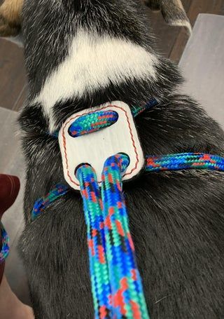 Hands Free Leash Diy, Diy Dog Collars And Leashes How To Make, Diy No Pull Dog Harness, Rope Dog Harness Diy, Diy Pet Harness, Diy Puppy Harness, Dog Diy Projects Crafts, Diy Leash Dog, Diy Kitten Harness