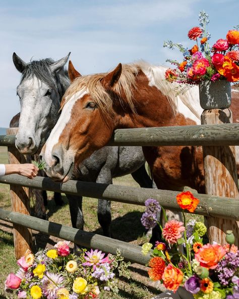 Embracing the chilly weather, but still holding on to the beauty of summer blooms! • • • • • #flowershop #localblooms #freshflowers #shoplocal #giftshop #columbiafalls #montana #whitefishmontana #supportsmallbusiness #womanownedbusiness #summerflowers #summervibes #fall #changingseasons #floraldesign #florist Horses Flowers, Mark My Words, Horse Flowers, About Mother, Back To Business, Whitefish Montana, Website Photos, Horse Aesthetic, Pinch Me