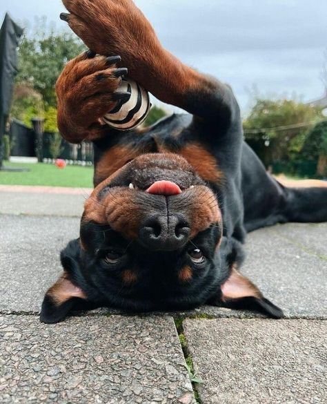 Rottweiler Pictures, Rottweiler Funny, Dog Treat Toys, Rottweiler Love, Rottweiler Lovers, Very Cute Dogs, Rottweiler Puppies, Cute Little Puppies, Rottweiler Dog