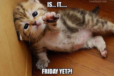 55 "Almost Friday" Memes - "Is...It...Friday yet?!" Sunday Morning Memes, Bye Meme, Happy Thirsty Thursday, Funny Food Memes, Friday Jr, Friday Memes, Tomorrow Is Friday, Love You Meme, Weekend Is Coming