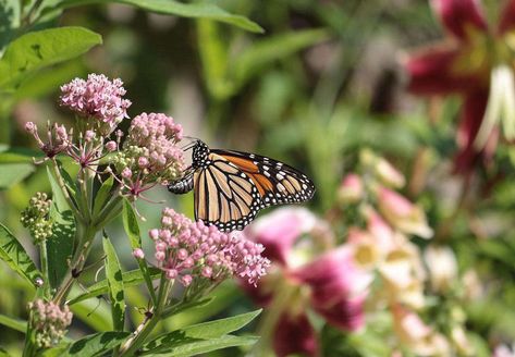 Milkweed Garden, Butterfly Sanctuary, Butterfly Food, Milkweed Pods, La Confidential, Home Garden Ideas, Swamp Milkweed, Monarch Butterflies, Gardening 101