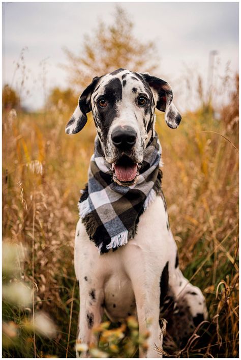 Great Dane Photoshoot, Great Dane Photography, Multiple Dog Photoshoot, Great Dane Tattoo, Puppy Great Dane, Aesthetics Hairstyles, Great Dane Colors, Pet Photography Poses, Pet Photography Studio