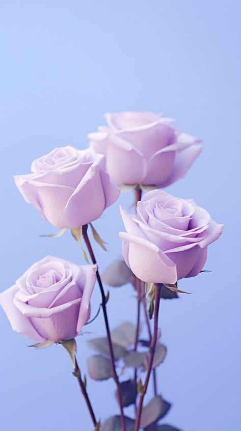 A bunch of purple roses blossom flower petal.  | premium image by rawpixel.com / Boom Iphone Wallpaper Lavender, Roses Iphone Wallpaper, Wallpaper Lavender, Purple Roses Wallpaper, Wallpaper Iphone Roses, Wallpaper Rose, Pot Painting, Wallpaper Iphone Wallpaper, Rosé Aesthetic