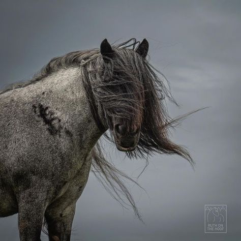 Ruth Chamberlain on Instagram: "Roandale Dinky Doo the Dales pony mare. She always strikes an impressive pose - even on the cloudiest of days. Dales ponies originate in the Dales region of northern England. They were (and still are) valued as strong working ponies, and they also possess incredibly athletic abilities and the most gorgeous and powerful trot 🐴🐴 Dales ponies are categorised as priority by @rbstrarebreeds 🐴⛰ _____________________________________ #dalespony #lumix #lumixuk #yorkshi Pony Breeds, Northern England, Equine Photography, Horse Breeds, Wild Horses, Ponies, England, Horses, Animals