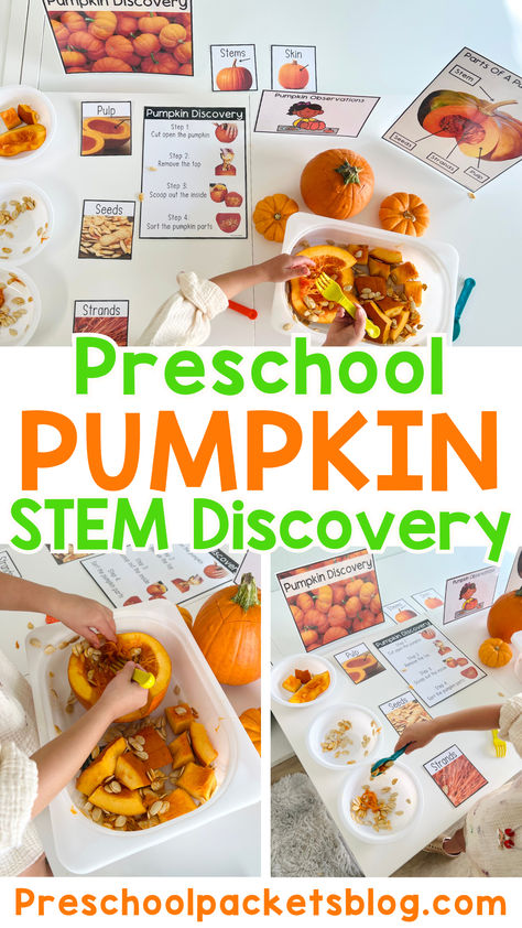 On the hunt for pumpkin themed activities to keep your preschool learners busy this fall? This week, we're all about pumpkins. We're going to explore all the parts of the pumpkin with a pumpkin discovery STEM center and talk about how to teach your preschool students about the life cycle of a pumpkin! Preschool Pumpkin Science, Pumpkin Themed Activities, Pumpkin Life Cycle Craft, Pumpkin Activities Kindergarten, Pumpkin Science Activities, Kindergarten Pumpkin, Preschool Autumn, Pumpkin Activities Preschool, All About Pumpkins