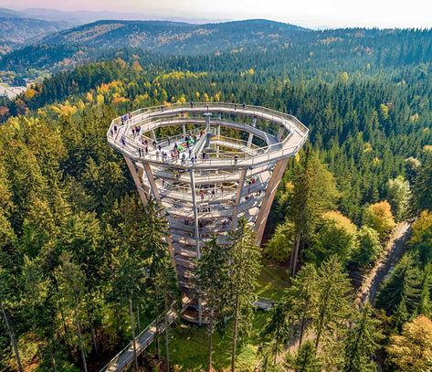 20 Best Tree Top Walks and Canopy Walkways in the World Tree Top Walkway, Treetop Skywalk, Sky Adventure, Sky Walk, Park Ideas, Sky Bridge, Giant Tree, Tree Canopy, Tree Top