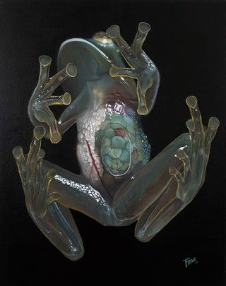 Glass Frog Tattoo, Frog Anatomy, Transparent Frog, Frog Tongue, Connections Art, Glass Frogs, Art Merch, Frog Tattoos, Glass Frog