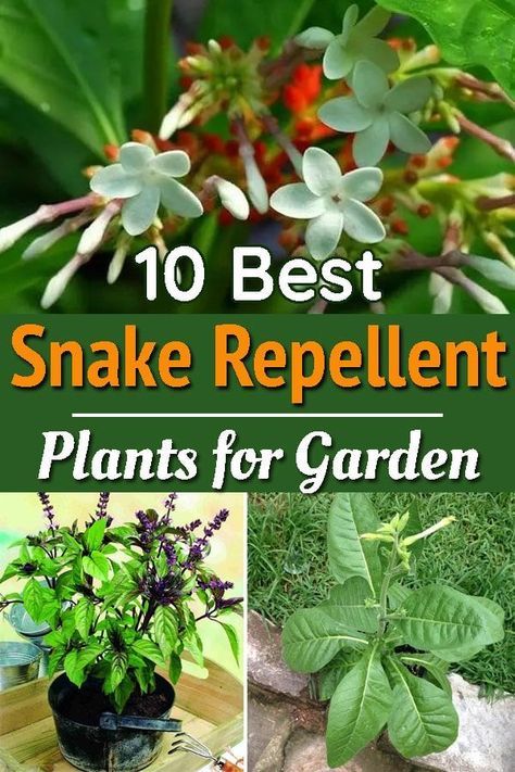 Afraid of snakes? Keep them out of your yard by growing Natural Snake Repellent Plants that will make your home safe from venomous reptiles! Snake Repellent Plants, Natural Snake Repellent, Snake Repellant Plants, Snake Repellant, Name Twitter, Snake Repellent, Plants That Repel Bugs, Repellent Plants, Container Garden Design