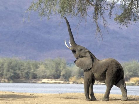 . Elephant Eating, Animal Meanings, World Elephant Day, Elephant Wallpaper, Wild Animal Wallpaper, Elephant Pictures, Wild Elephant, Wild Animals Pictures, Elephant Trunk