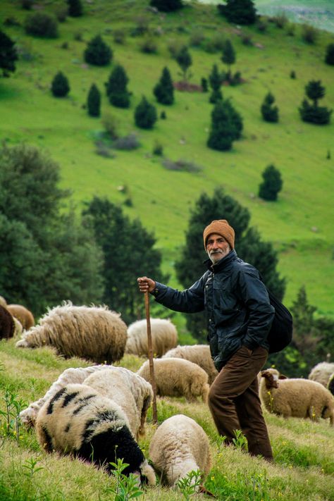 Thanks to @dashmasoud for making this photo available freely on @unsplash 🎁 Sheep Images, Shepherd Aesthetic, Bethel Worship, Sheep Shepherd, Sheep Herder, Sheep Pictures, Brown Horse, Mountain Goat, Brown Jacket