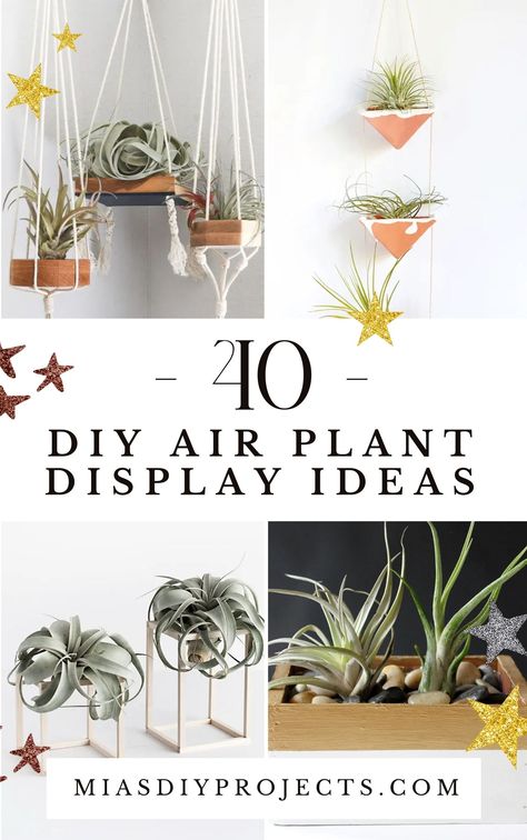 Avocado Bonsai, Cottagecore Diy, Plant Holder Diy, Cottagecore Diy Decor, Large Air Plants, Plant Display Ideas, Air Plants Decor, Air Plants Care, Plant Crafts