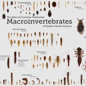 Macroinvertebrate Resources Insect Identification, Fish Chart, Parasitic Worms, Aquatic Insects, Open Educational Resources, Caddis Flies, Trout Fishing Tips, Human Computer, Types Of Insects