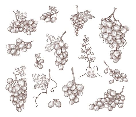 Grape Drawing, Grape Plant, Fruit Icons, Branch Vector, Badge Template, Fruit Vector, Vine Tattoos, Bar Poster, Summer Berries