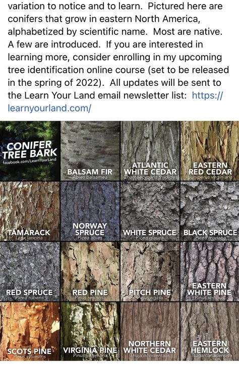 Tree Bark Identification, Tree Leaf Identification, Types Of Pine Trees, Identifying Trees, Tree Facts, Conifer Forest, Tree Id, Tree Identification, Tree Study