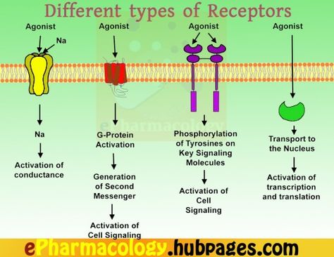 The different types of receptors Receptors Types, Basic Microbiology, Pathophysiology Nursing, Biology Ideas, Adrenergic Receptors, Np School, The Agonist, Gene Editing, Plasma Membrane