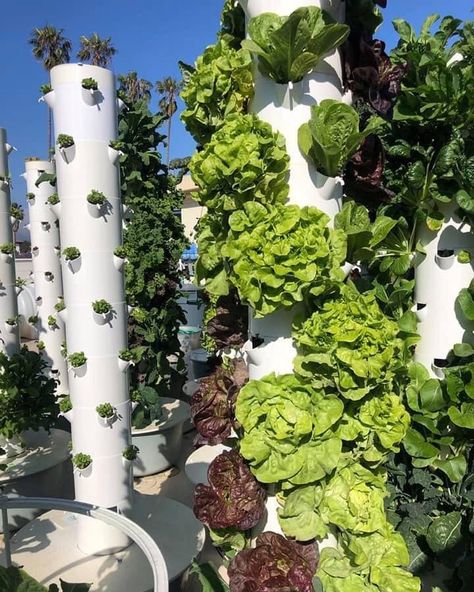 Vertical Lettuce Garden, Lettuce Garden Ideas, Plant Potting Ideas, Aeroponic Farming, Lettuce Tower, Plant Pots Painting, Plants Pots Ideas, Pots Painting Ideas, Plant Pots Ideas