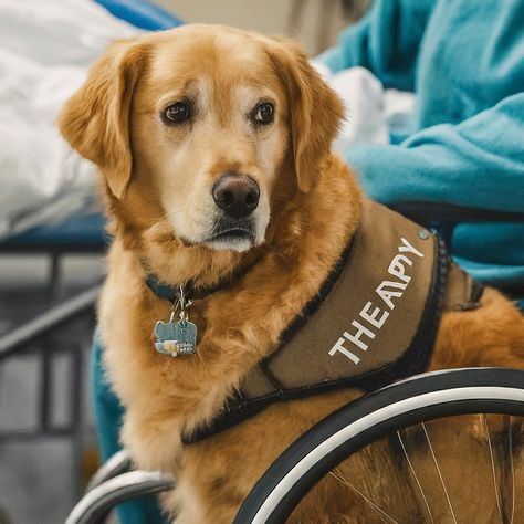 Golden Retriever Therapy Dog, Golden Retriever Service Dog, Therapy Dog, Emotional Support Animal, Service Dog, The Lives Of Others, Therapy Dogs, Making A Difference, Golden Retrievers