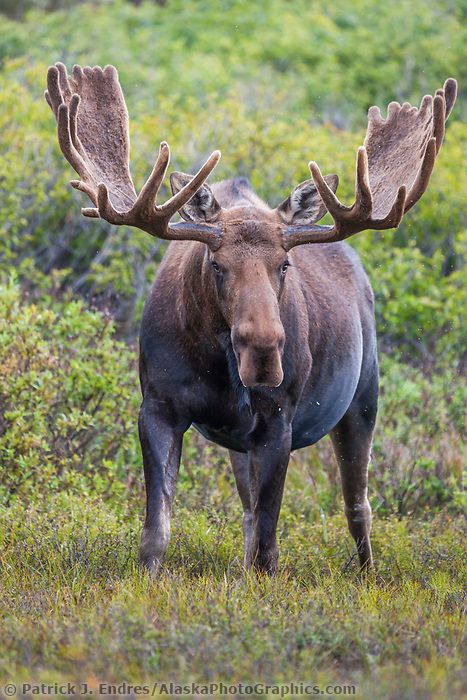 Moose Painting, Moose Pictures, Moose Hunting, Deer Species, Wild Animals Photography, Photo Animaliere, Bull Moose, Moose Antlers, Denali National Park