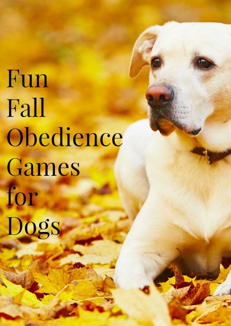 Enjoy the last crisp days of Autumn before the cold sets in with a few fun fall obedience training games for dogs that you can play outside! Check them out! Fall Dogs, Games For Dogs, Easiest Dogs To Train, Bird Dog, Dog Games, Game Mode, Dog Brain, Puppy Training Tips, Training Your Puppy