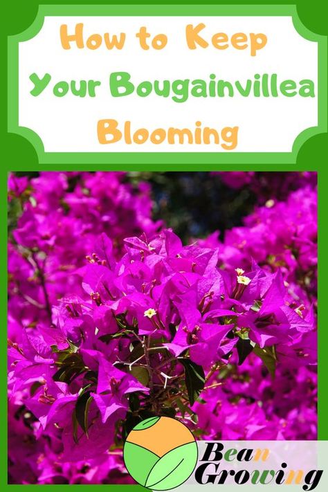 Types Of Bougainvillea, How To Make Bougainvillea Bloom, Watering Plants Diy, Boganvillia Aesthetic, Bougainvillea Hedge, Bougainvillea Planting Ideas, Bougainvillea Trellis, Bougainvillea Colors, Bougainvillea Care