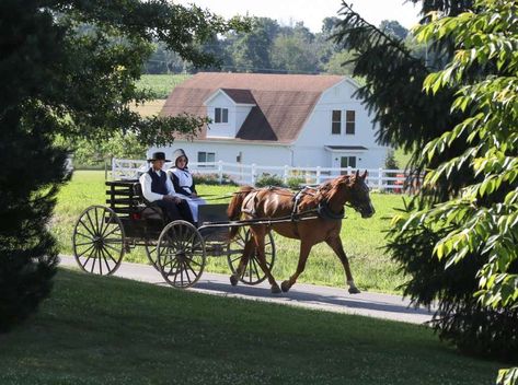 A mysterious cluster of deaths amongst Amish children has finally been solved Amish Pie, Amish Town, Woman Riding Horse, Amish Culture, Amish Farm, Amish Community, Historical Museum, Horse Carriage, Lancaster County