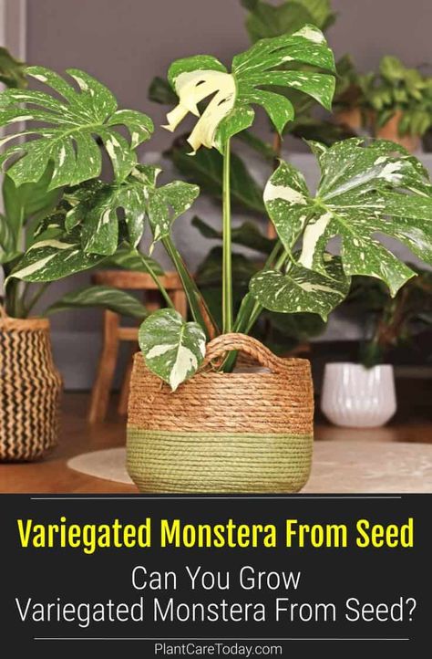 Variegated Monstera is a lovely perennial. The variegated variety is popular but much less available. Can the variegated variety grow from seeds? Thai Constellation Monstera, Monstera Plant Care, Monstera Thai Constellation, Thai Constellation, Variegated Monstera, Lucky Plant, Corner Window, New Roots, Monstera Plant