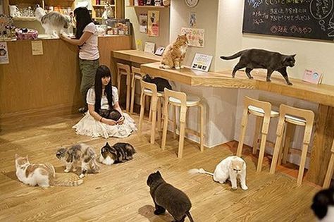 Cat Cafes, Cat Bar, Pet Cafe, Cafe Japan, Japan Cat, Cafe Concept, Pet Hotel, Mahō Shōjo, Japanese Cat