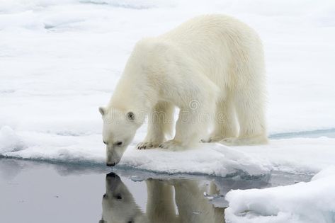 Who is the most beautiful Polar Bear in Svalbard?. Polar bear drinking water, Sv #Sponsored , #Paid, #Sponsored, #Polar, #Svalbard, #water, #Bear Polar Bear Laying Down, Norway Country, Water Bear, Drinking Water, Polar Bear, Norway, Stock Photography, Photo Image, Most Beautiful