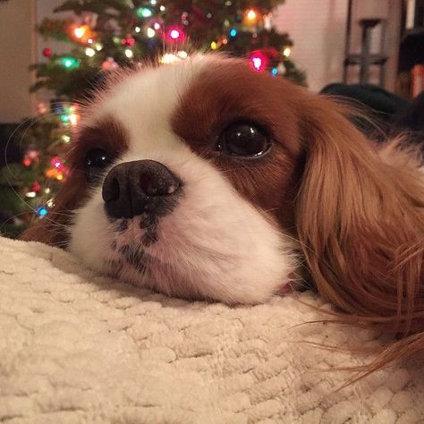 Cavalier Dog, Pure Breed Dogs, Christmas Cuties, King Charles Puppy, Cavalier King Charles Dog, King Charles Dog, Dogs Breeds, Calm Dogs, Adorable Puppies