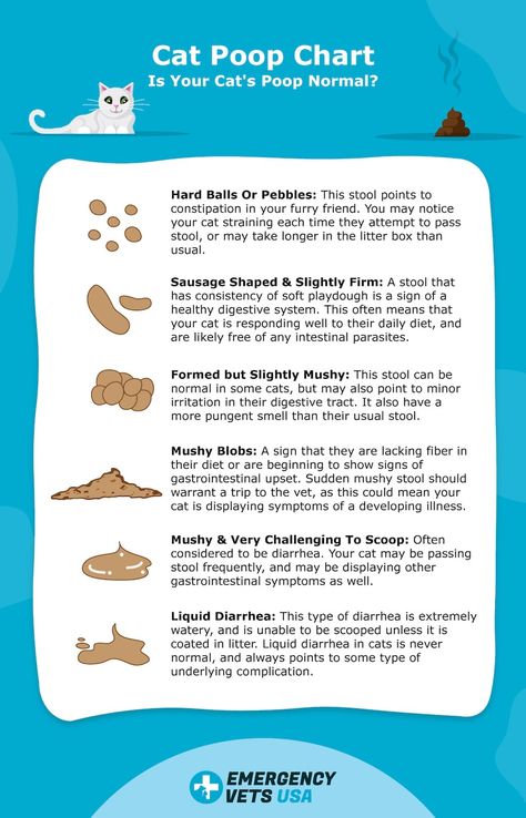 Cat Poop Chart, Cat Pooping, Cat Healing, Ways To Relieve Constipation, Stool Chart, Kitty Care, Obese Cat, Cat Brush, Adventure Cat