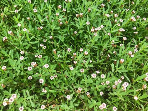 Frog Fruit: My Favorite Native Ground Cover - Native Backyards Texas Butterfly Garden, Azaleas Flower, Native Shade Plants, No Grass Front Yard, Frog Fruit, Grass Front Yard, Desert Plants Landscaping, Grass Alternatives, Central Texas Gardening