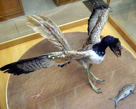 Archaeopteryx lithographica    This image displays the tail of Archaeopteryx to advantage.    Photo: Ballista Archaeopteryx Art, Cartoon Model, Feathered Velociraptor, Archaeopteryx Skeleton, Raptor Dinosaur, Scientifically Accurate Dinosaurs, Feathered Dinosaurs, Speculative Evolution Dinosaurs, Modern Birds