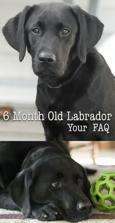 What is 'normal' for a six month Labrador puppy? We look at your weight, training, feeding and behaviour questions, so that you can know what to expect. Labrador Puppy Training, Labrador Retriever Training, Puppy Time, Black Dogs, Lab Puppy, Black Lab Puppies, Labrador Retriever Puppies, Six Month, Aggressive Dog