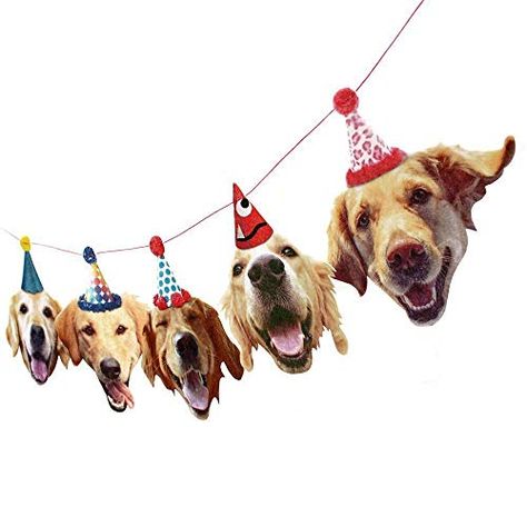 Golden Retriever Birthday, Dog Party Decorations, Perros Golden Retriever, Husky Faces, Golden Retriever Owner, Dogs Birthday, Funny Dog Faces, Labrador Funny, Golden Retriever Funny