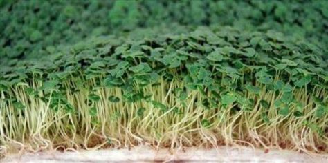 Chia Microgreens, Microgreens Growing, Microgreens Garden, Microgreens Recipe, Plant Germination, Soil Test, Growing Sprouts, Radish Greens, Chia Benefits