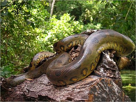 Beautiful green anaconda, considered the biggest and heaviest snake in the world. Anaconda Verde, World Biggest Snake, Amazon Rainforest Animals, Anaconda Snake, Green Anaconda, Amazon Forest, Largest Snake, Rainforest Animals, Forest And Wildlife