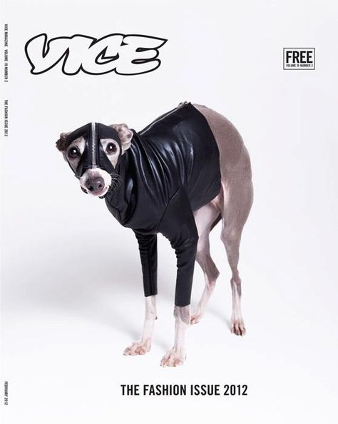 The Fashion Issue, February 2012.  Photo by Bryan Derballa — with Tommaso Trojani. Italian Greyhound Rescue, Vice Magazine, Greyhound Rescue, Super Cute Animals, Bad Dog, Cover Model, Italian Greyhound, Book Cover Design, Magazine Design