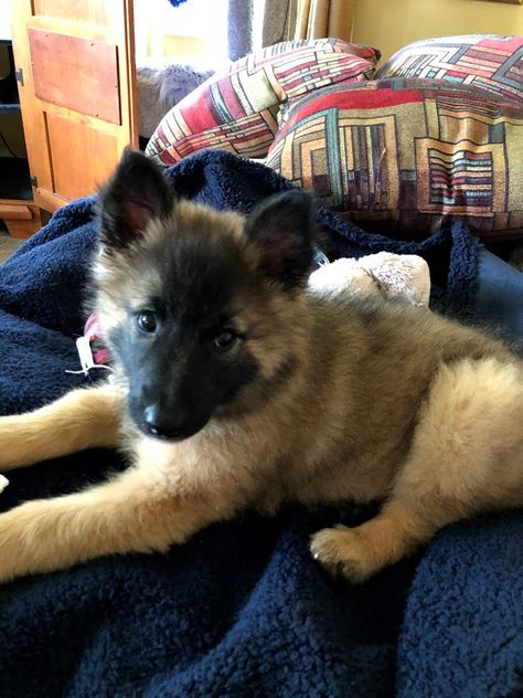 Belgian Teruven, Belgian Shepherd, Dream Dog, Little Angel, Cute Animals, Angel, Van, Dogs, Animals