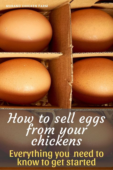 Suburban Homesteading, Preparedness Ideas, Selling Eggs, Homestead Animals, Hen Farm, Best Egg Laying Chickens, Collecting Eggs, Chicken Care, Farming Life