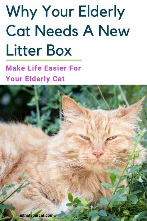 Senior Cats Tips, Elderly Cat Care, Senior Cat Litter Box Ideas, Diy Litter Box, Senior Cats, Cat Life Hacks, Senior Cat Care, Best Litter Box, Best Cat Litter