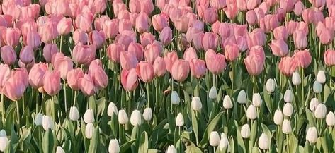 Flower Aesthetic Pc Wallpaper, Tulipanes Aesthetic, Guadalupe Core, For My Favorite Person, Vlog Background, Youtube Header, Laptop Wallpaper Quotes, Tulips Images, Fav Flower