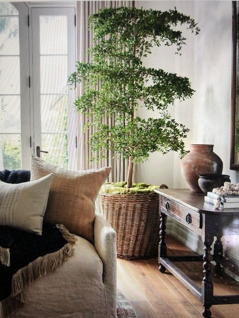 Shady Lady Tree, Ficus Tree Indoor, Indoor Tree Plants, Colonial Home Interior, Interior Design Plants, Indoor Plants Styling, Large Indoor Plants, Indoor Tree, Outdoor Toilet