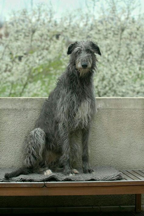 Irish Deerhound, Wolfhound Puppies, Irish Wolfhound Puppies, Scottish Wildlife, Irish Wolfhound Dogs, Giant Dog Breeds, Tattoo Nature, Animals Tattoo, Scottish Deerhound