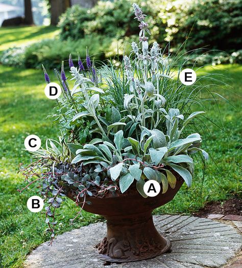 Play Off Your Container Lambs Ear Landscaping Border, Shade Containers Planters, Summer Containers Planters, Landscape Design Front Of House, Shade Containers, Planter Gardening, Lambs Ears, Hakonechloa Macra, Gemüseanbau In Kübeln