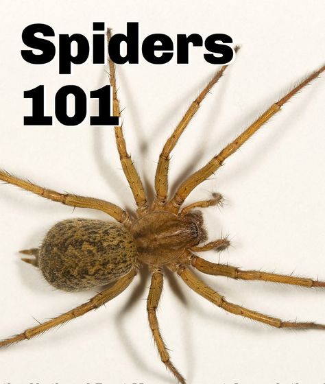 A guide to identifying common #spider species Spider Prevention, Spider Infestation, Spider Identification, Hobo Spider, Common Spiders, Spider Fact, Spider Control, Recluse Spider, Brown Recluse Spider