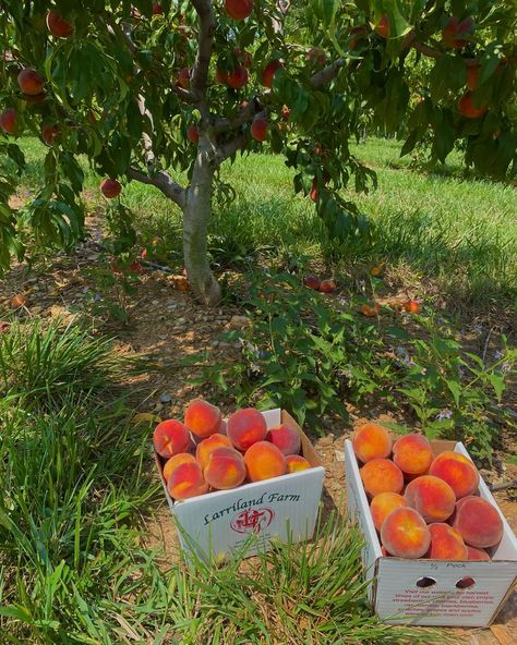 peaches peaches Picking Peaches, Peach Picking, August 1, Peaches, Farmers Market, Farmer, Travel Photography, Photography, Travel