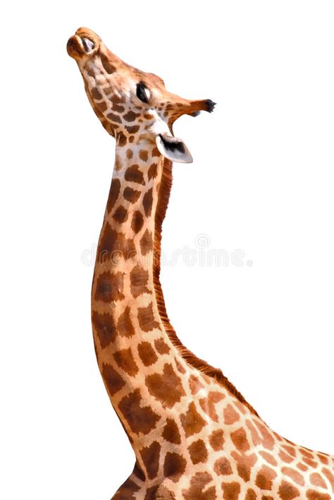 Isolated giraffe. Isolated profile head and neck giraffe , #ad, #giraffe, #Isolated, #profile, #neck, #head #ad Caribbean Animals, African Animals Photography, Elements Of Art Line, Giraffe Portrait, Giraffe Face, Giraffe Images, Giraffe Neck, Giraffe Drawing, Book Illustration Design